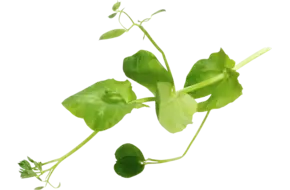 Salad Pea 110gr